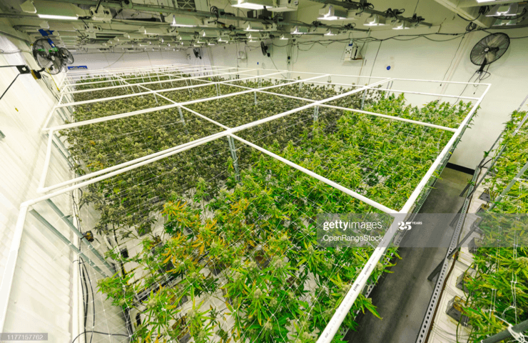 Inside of a greenhouse for cannabis