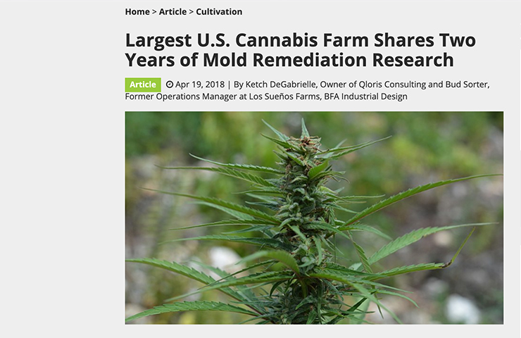 Cannabis plant used in remediation research