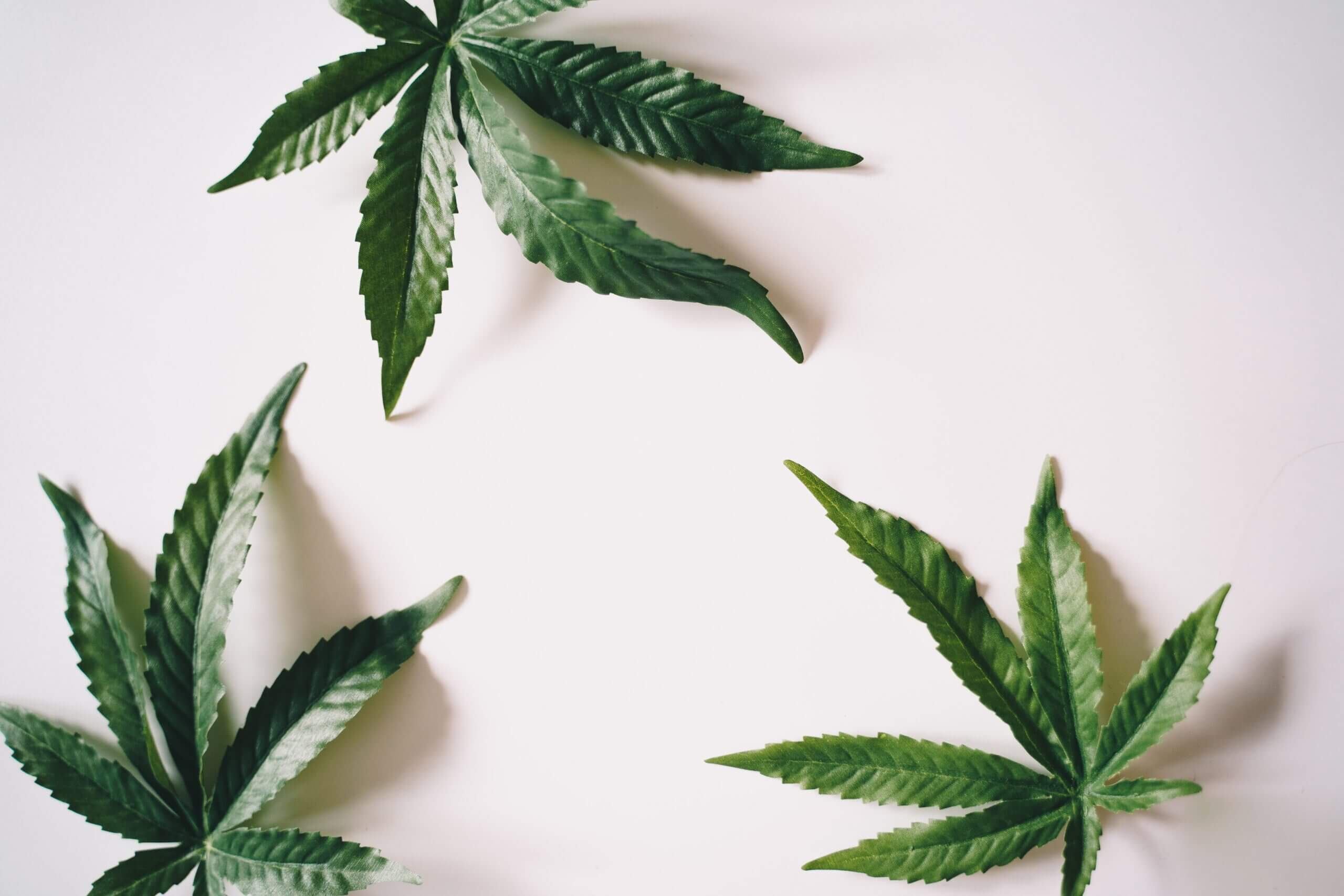 Cannabis-Leercentrum-blad