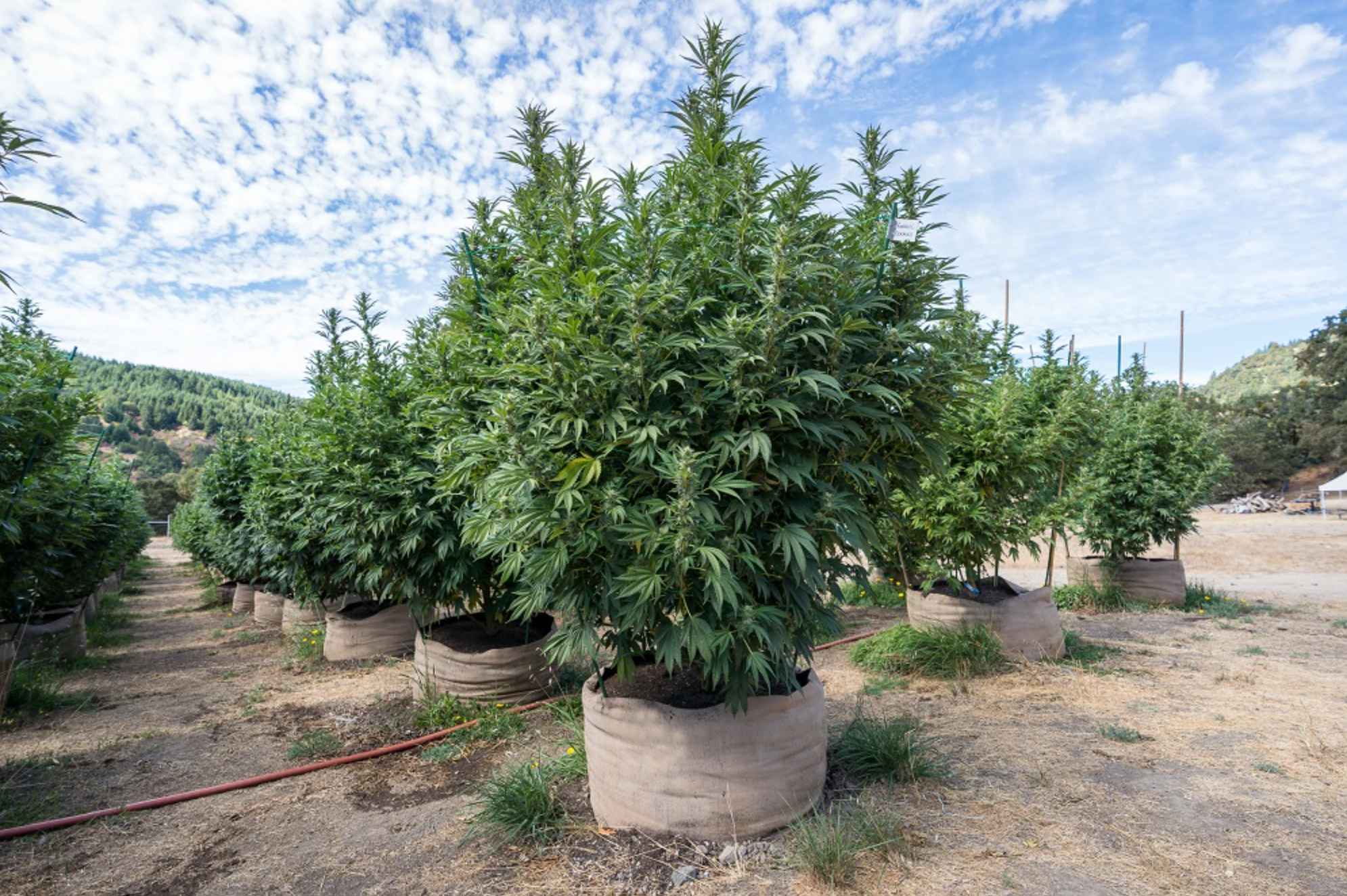 Bush Cannabis