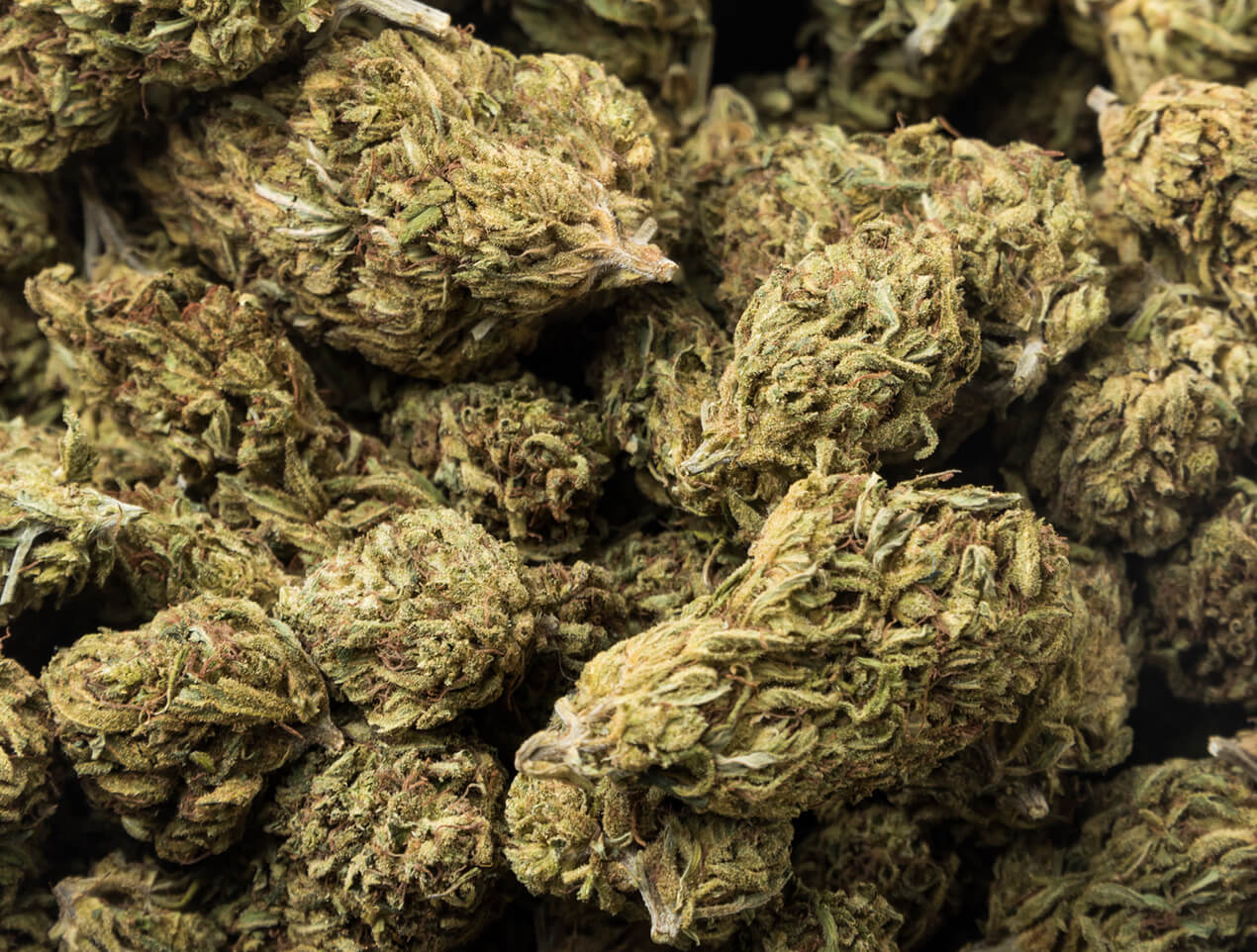 mold in cannabis
