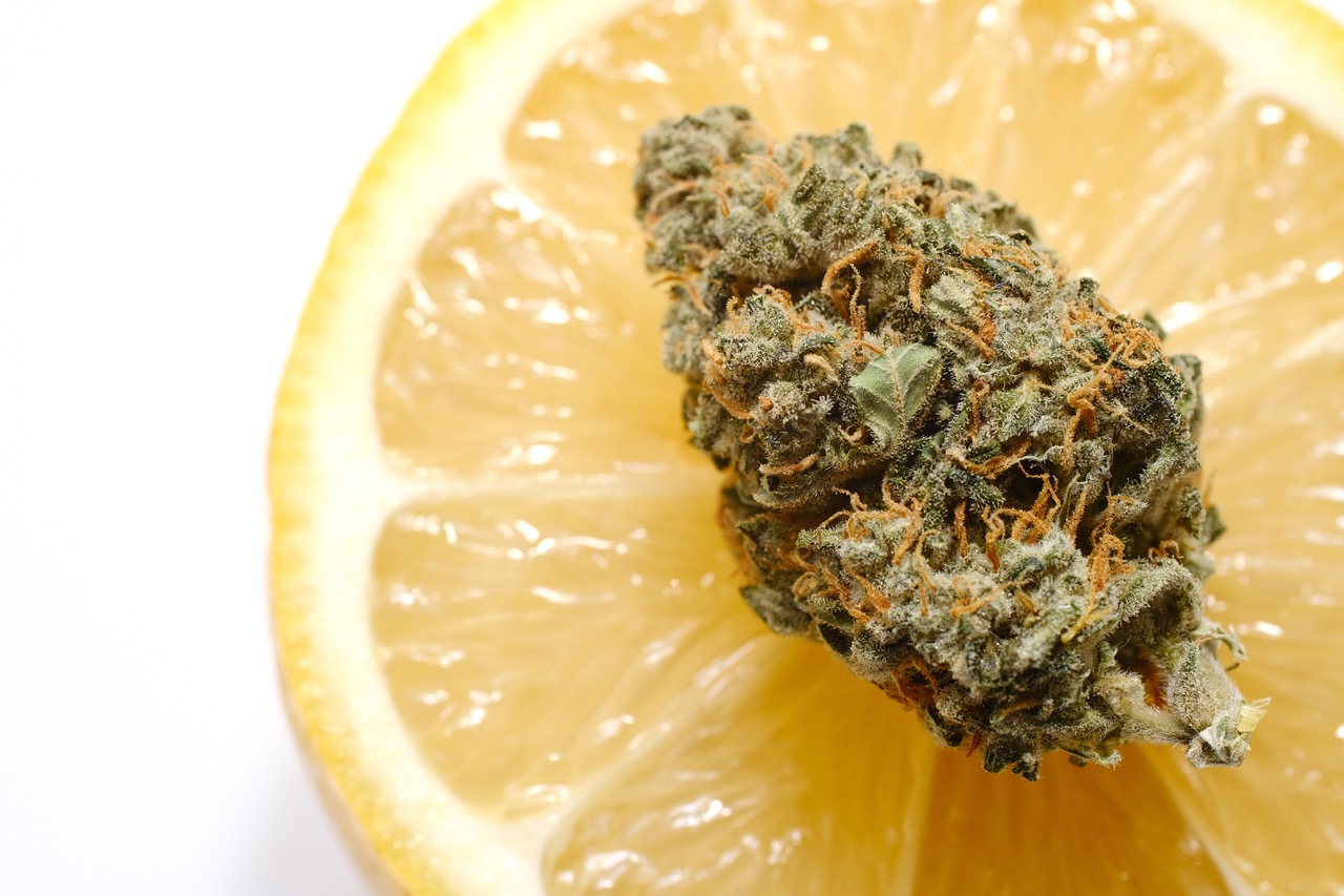 prueba de terpenos