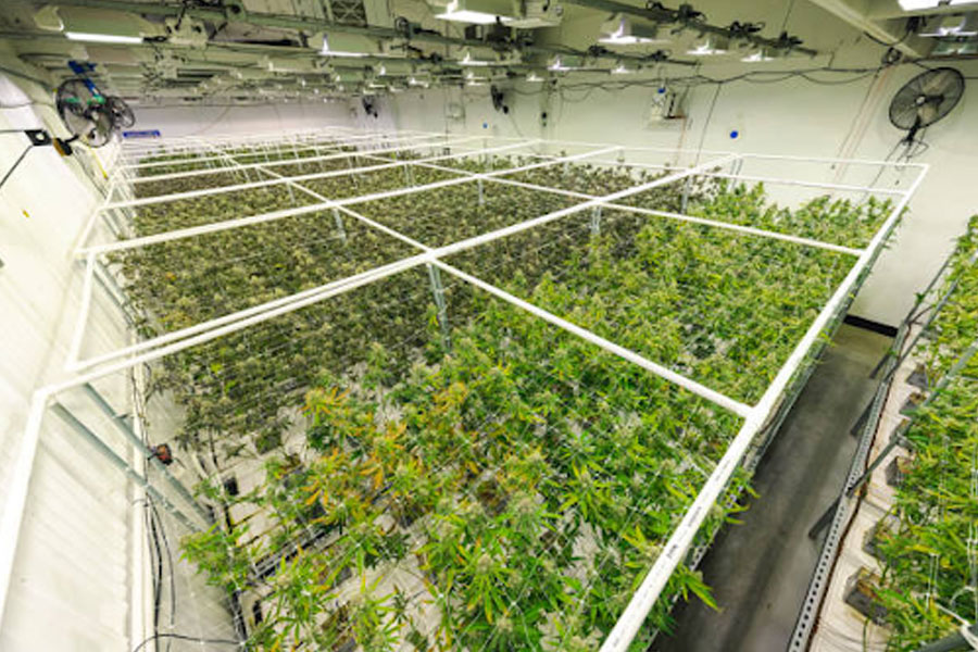 Cannabis-Greenhouse