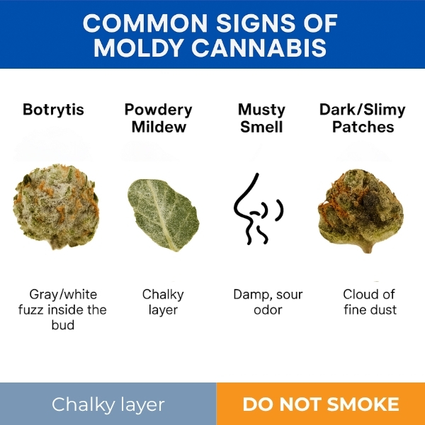 common-signs-moldy-cannabis