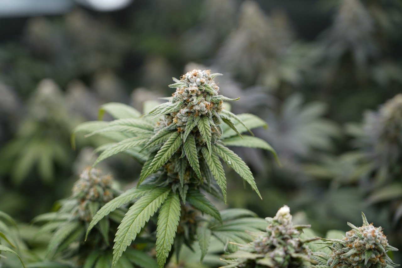 Thaïlande-cannabis Thaïlande-cannabis